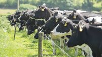 Farming: Dungarvan Mart Weekly Results