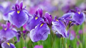 Green Fingers: A fresh look at the iris Green Fingers: A fresh look at the iris