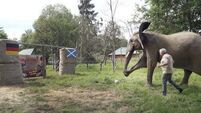 Bubi the elephant predicts Germany to win Euro 2024 opener against Scotland