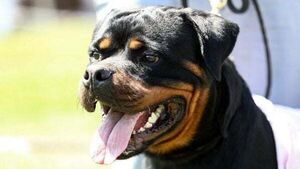 Man rushed to hospital after being attacked by dog while out running in Co Donegal