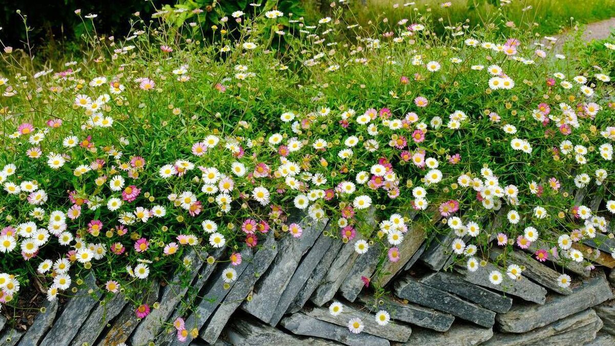 Green Fingers: Perfect premium prized perennials