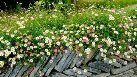 Green Fingers: Perfect premium prized perennials