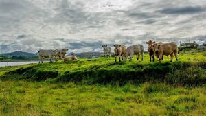 Farming: Dungarvan Mart Results