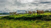Farming: Dungarvan Mart Results
