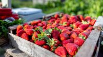 Investigation after strawberry seller targeted by thieves in Waterford