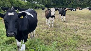 Farming: Dungarvan Mart Results