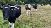 Farming: Dungarvan Mart Results