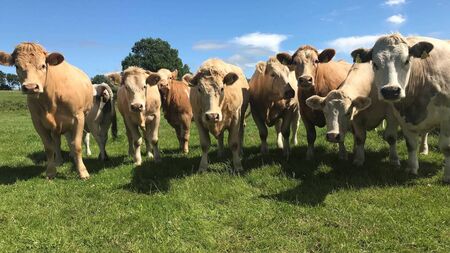 Farming: Dungarvan Mart Results for Monday, July 1, 2024