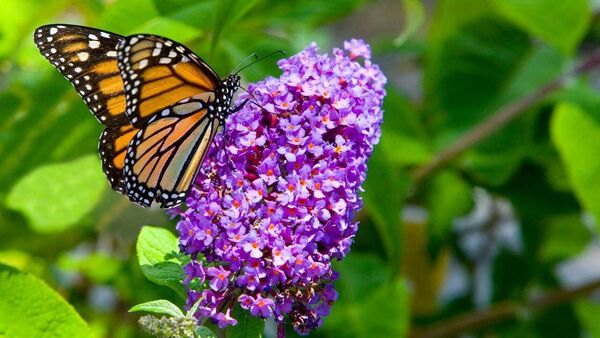 Green Fingers: Plants that like the heat more than we do