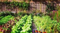 Former Waterford teacher aims to get horticulture onto Leaving Cert curriculum