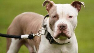 XL Bully dogs to be banned in Ireland under new legislation XL Bully dogs to be banned in Ireland under new legislation