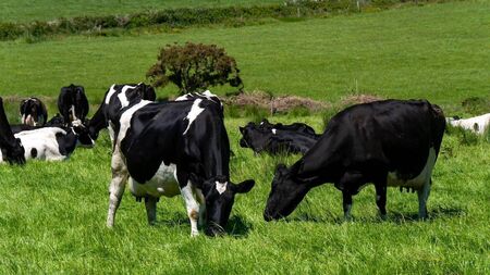Farming: EPA figures show 4.6% reduction in agricultural emissions