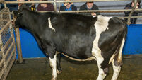 Farming: Dungarvan Mart Results for Monday, July 8, 2024