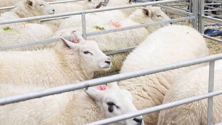Farming: Major wool project gets funding boost