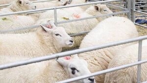 Farming: Major wool project gets funding boost