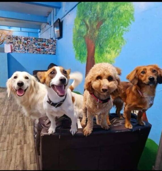 Doggie Day Care