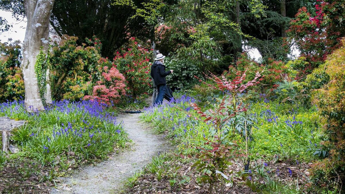 Local Notes: Tidy Towns news, Japanese Gardens success, great local theatre and more...