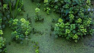 Alarm at lack of plan as algae resurfaces on the North's largest fresh water lake Alarm at lack of plan as algae resurfaces on the North's largest fresh water lake