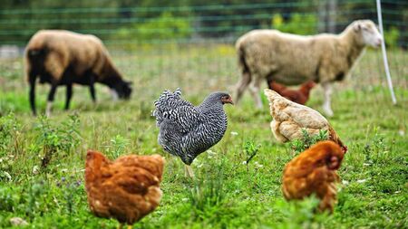 Catherine Drea: What will it take