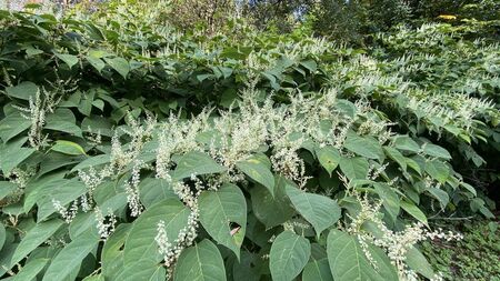 Green Fingers: Which plants are the invasive species