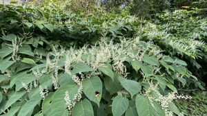 Green Fingers: Which plants are the invasive species Green Fingers: Which plants are the invasive species