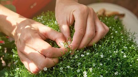 Local Notes: Care home fundraiser, parent hub and charity bingo