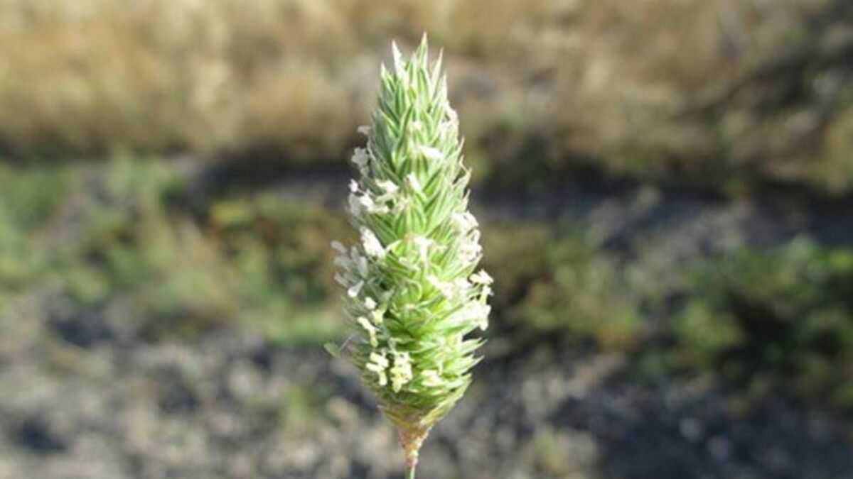 Farming: Focus on combatting weed growth