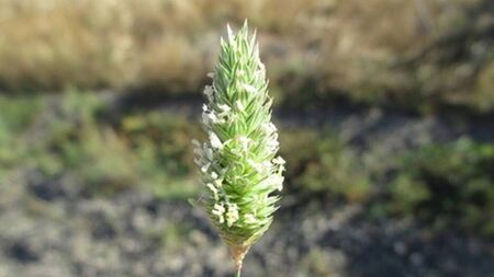 Farming: Focus on combatting weed growth