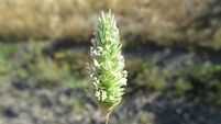 Farming: Focus on combatting weed growth