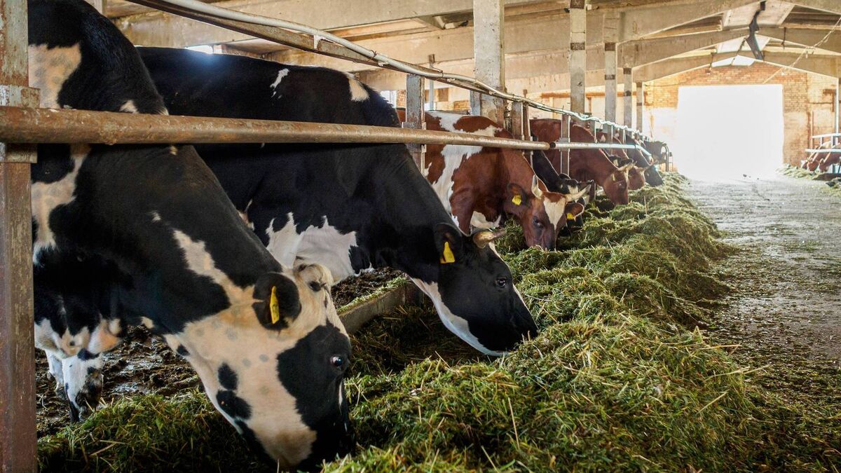 Farming: Dungarvan Mart Results Monday, July 15th, 2024