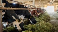 Farming: Dungarvan Mart Results Monday, July 15th, 2024