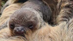 Fota Wildlife Park announces birth of baby sloth Fota Wildlife Park announces birth of baby sloth
