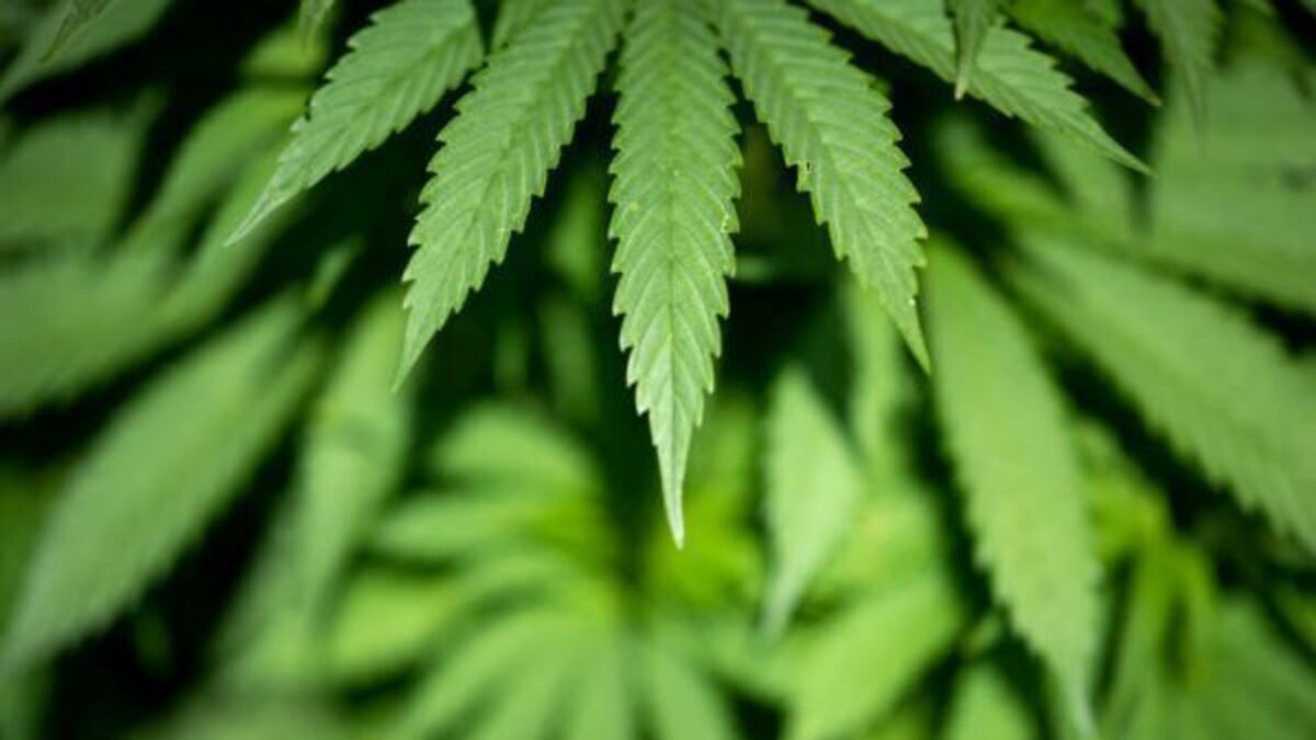 Cavan woman fails in challenge over hemp product restrictions