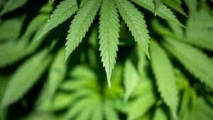 Cavan woman fails in challenge over hemp product restrictions