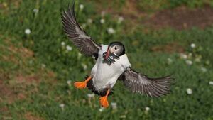 Protection area could mean brighter future for puffins on Saltee Islands Protection area could mean brighter future for puffins on Saltee Islands