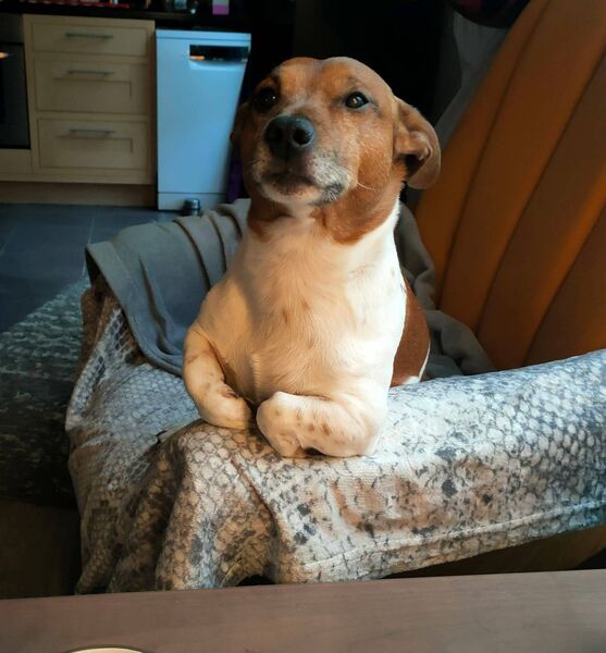 The beautiful Jack Russel, Marian, who has a Polish name given to him by Alice's partner. 