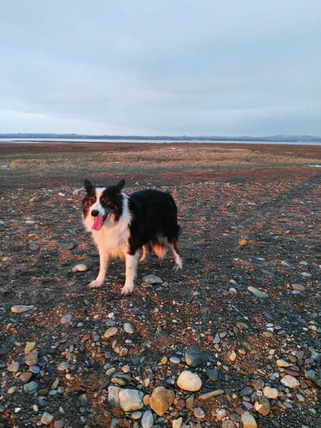 Boarder Collie, Leon, who was rescued by Inspector Alice Lacey and spent many happy years in her home. 