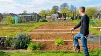 Grant sows seeds of hope for Tramore allotments plan in County Waterford