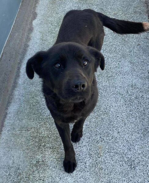 (ref 08/08): A Labrador Cross in Waterford City and County Dog Shelter.