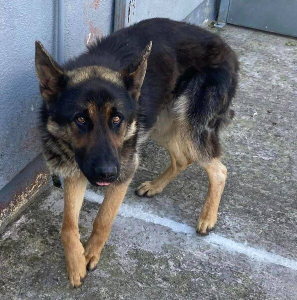 (ref 07/08): An Alsatian in Waterford City and County Dog Shelter.