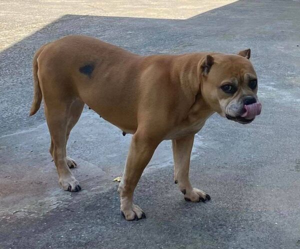 (ref 05/08): A tan female Bulldog in Waterford City and County Dog Shelter.