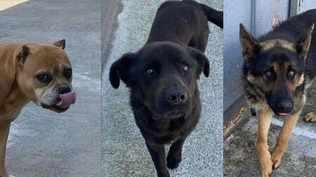 Déise Dogs: Strays wandering Waterford look for a home