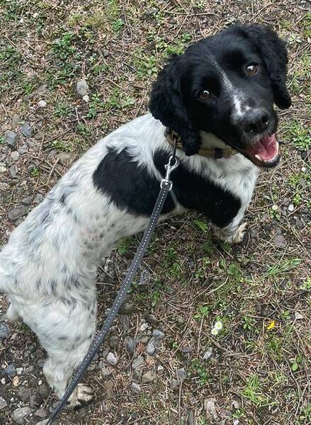 The drugs were seized with the help of a sniffer dog. The drugs were seized with the help of a sniffer dog.