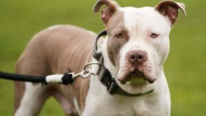 Baby girl rushed to hospital after attack by XL Bully dog Baby girl rushed to hospital after attack by XL Bully dog