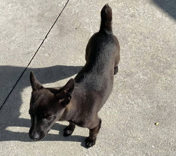 Déise Dogs