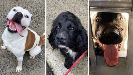 Déise Dogs: Waterford strays looking for a home (and hotdogs)
