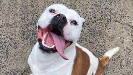 Déise Dogs: Waterford strays looking for a home (and hotdogs)