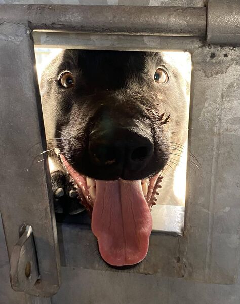 This two-year-old male black Belgian Malinois crossbreed is in the dog shelter in Bilberry.