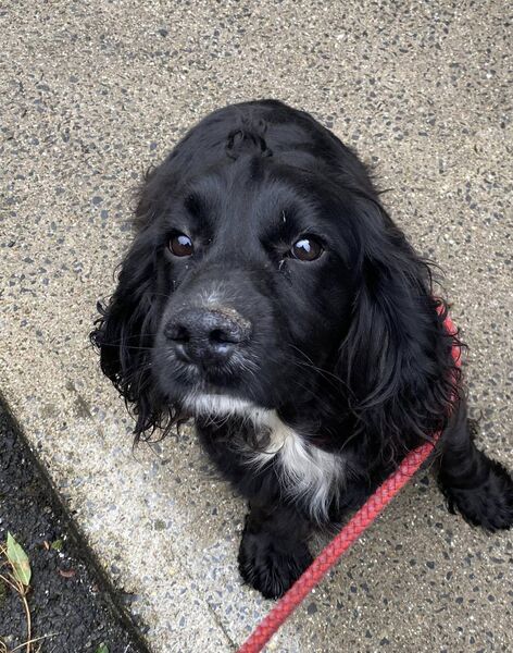 This black female Cocker Spaniel was found straying in Dunmore East.