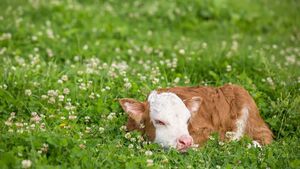 Waterford Farming: Dungarvan Mart Results Monday, August 19, 2024